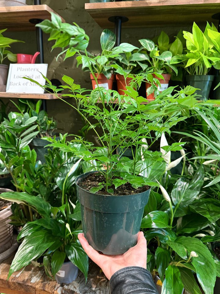 China Doll