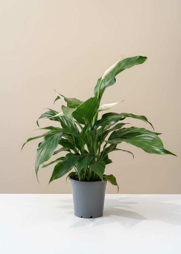 Peace Lily