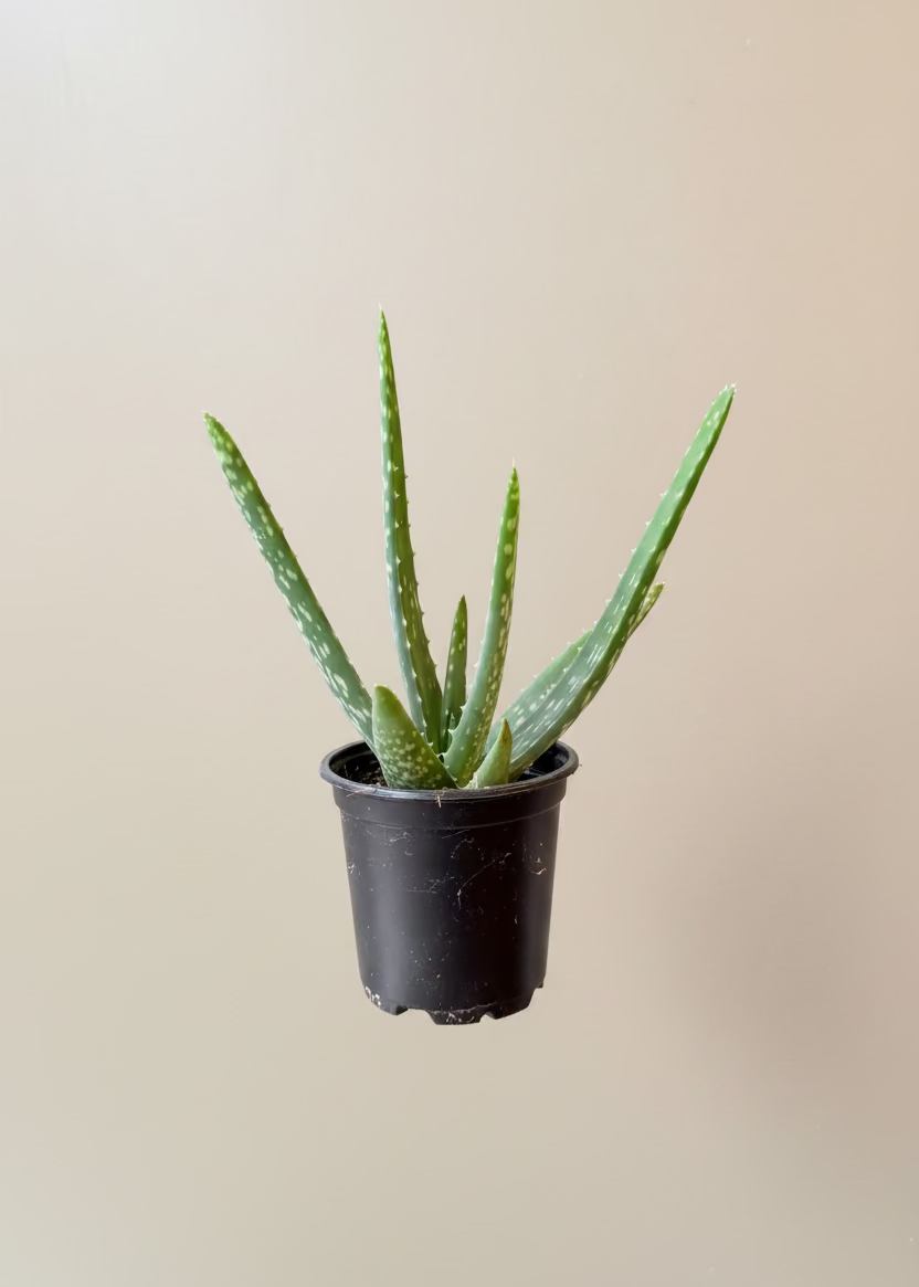 Aloe Vera
