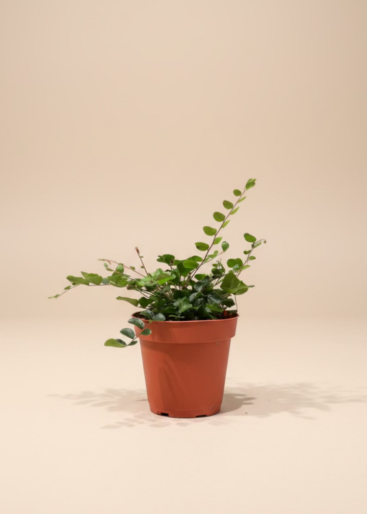 Button Fern
