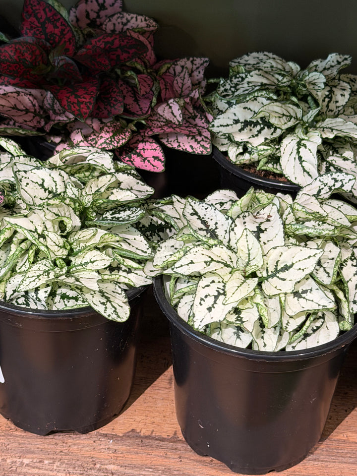 Polka Dot Plant