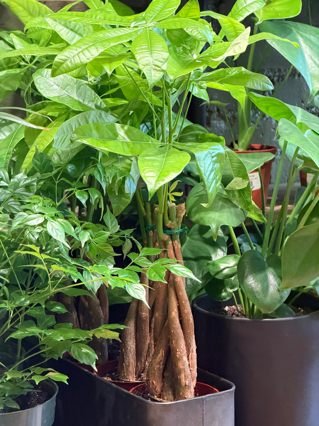 Money Tree