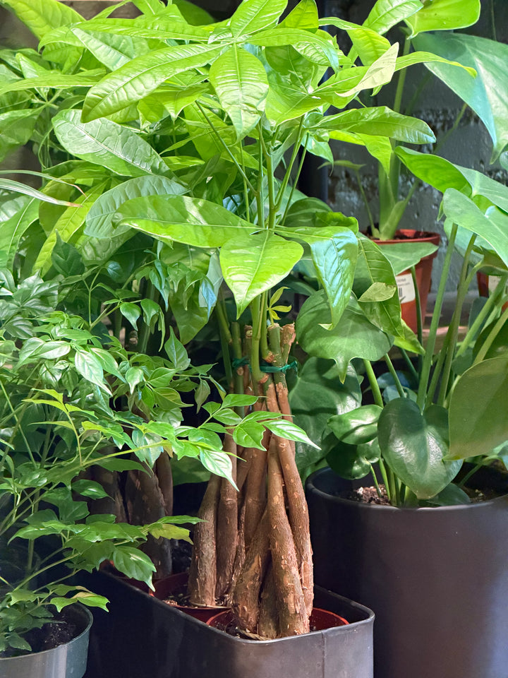Money Tree