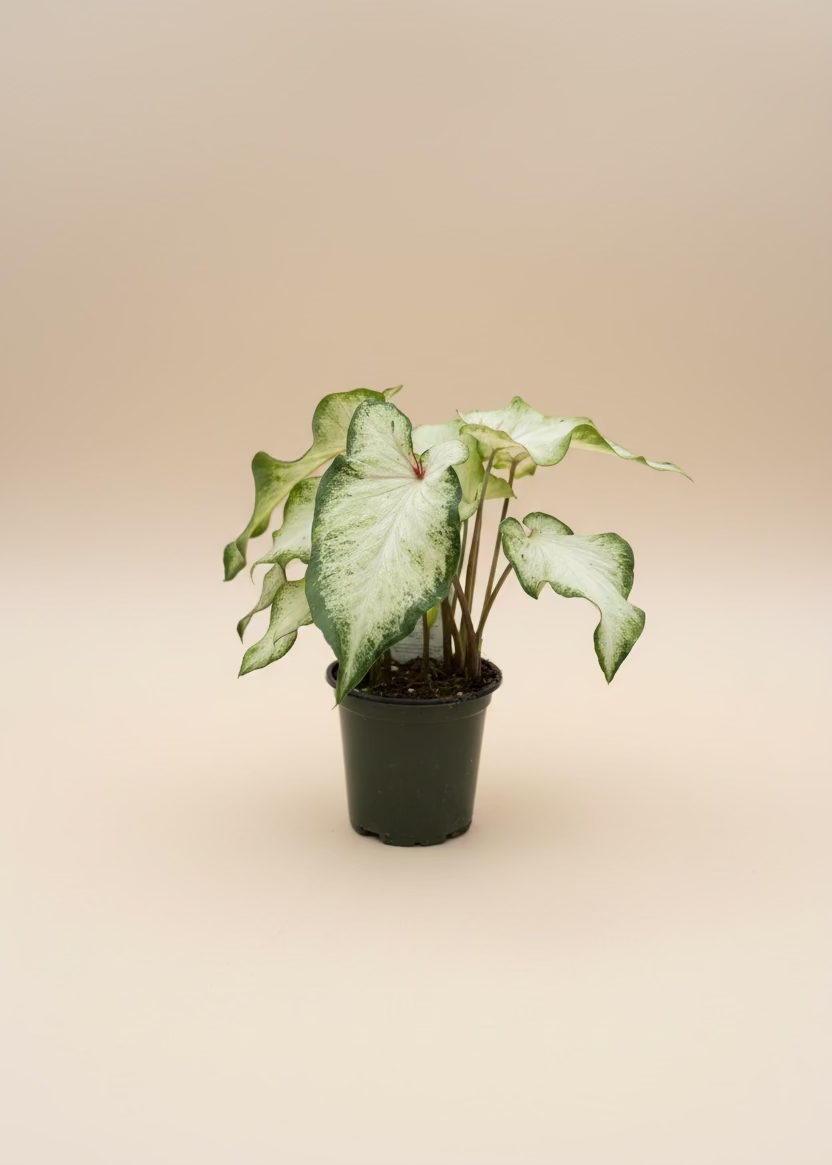 Caladium