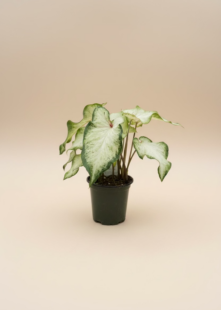 Caladium