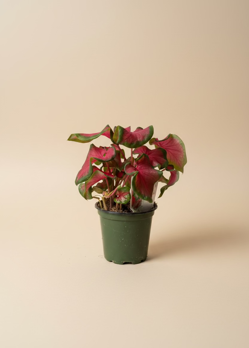 Caladium