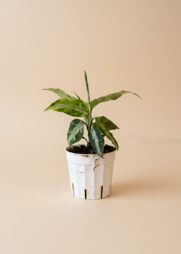 Aglaonema Pictum Tricolor