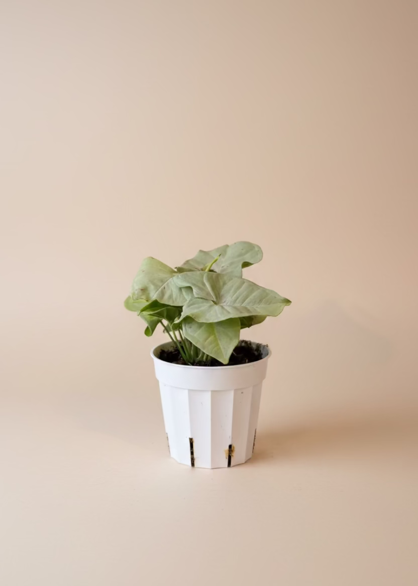 Syngonium Milk Confetti