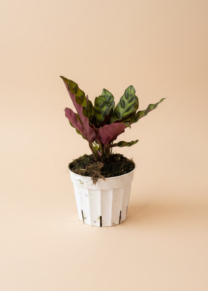 Calathea Lancifolia