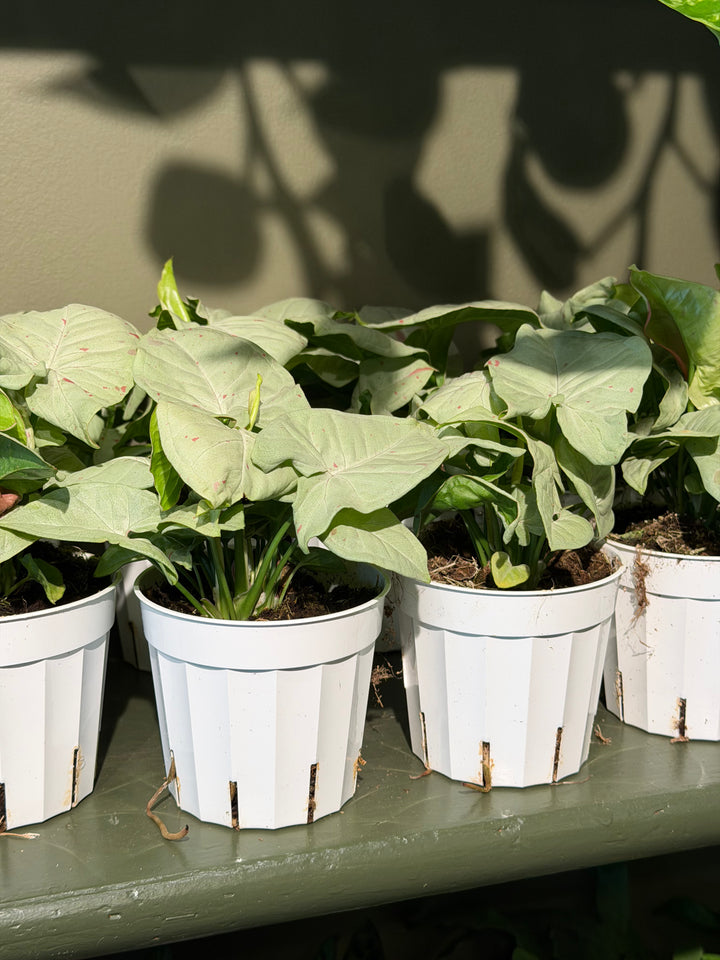 Syngonium Milk Confetti