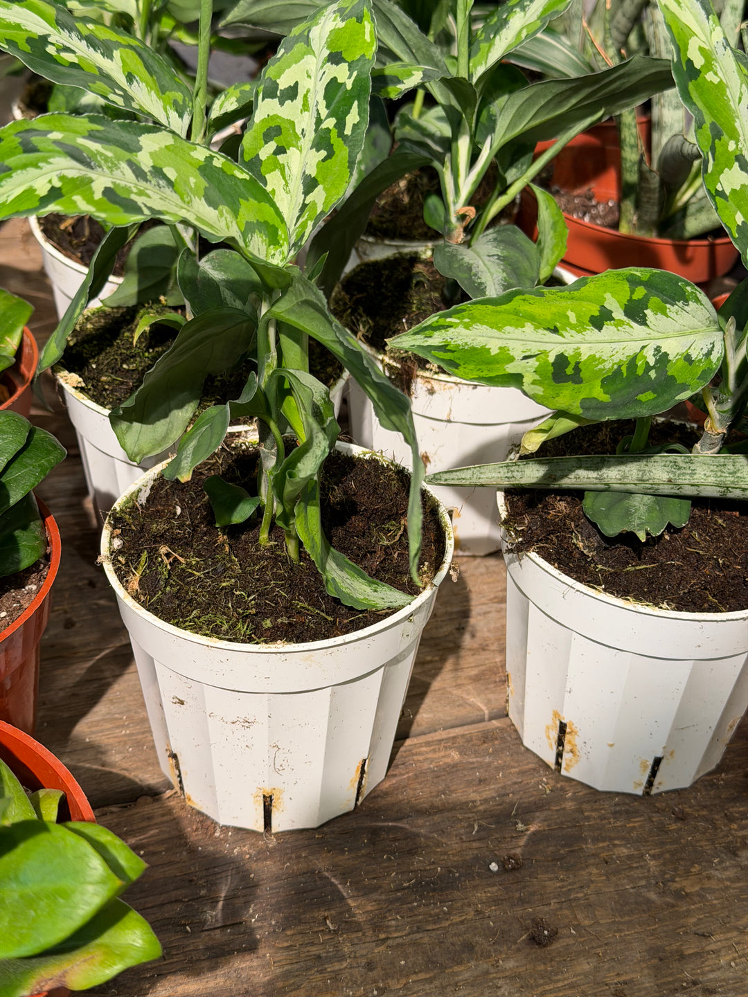 Aglaonema Pictum Tricolor