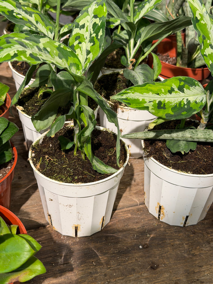 Aglaonema Pictum Tricolor