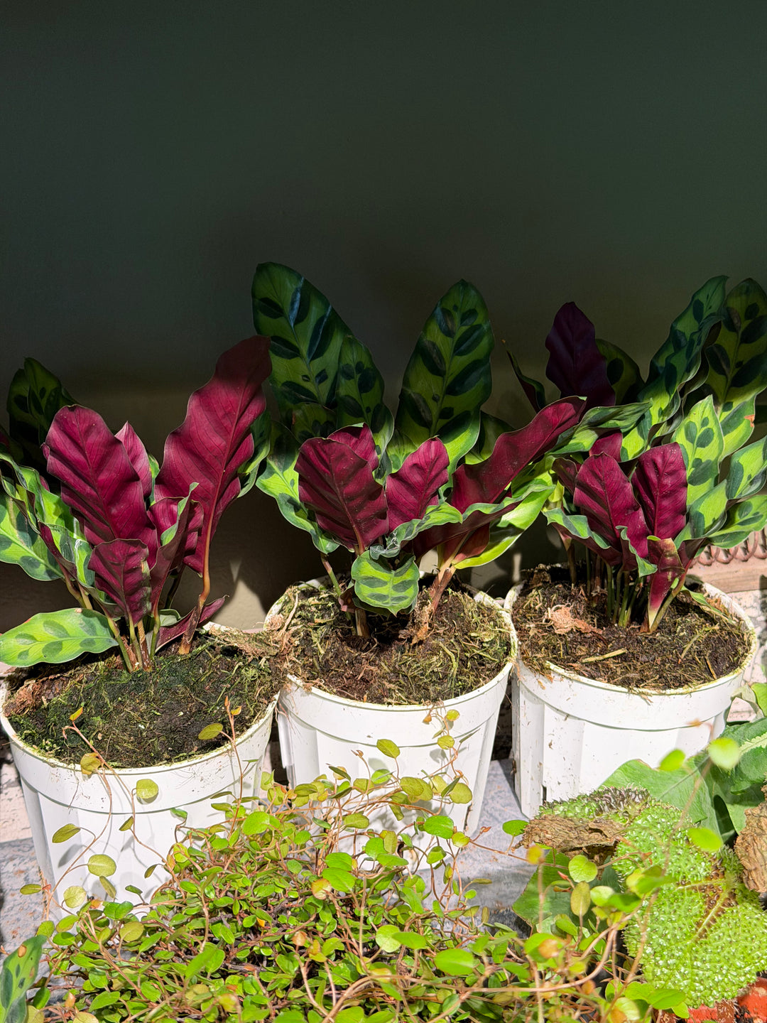 Calathea Lancifolia