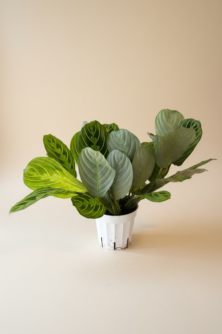 Maranta 'Lemon Lime'