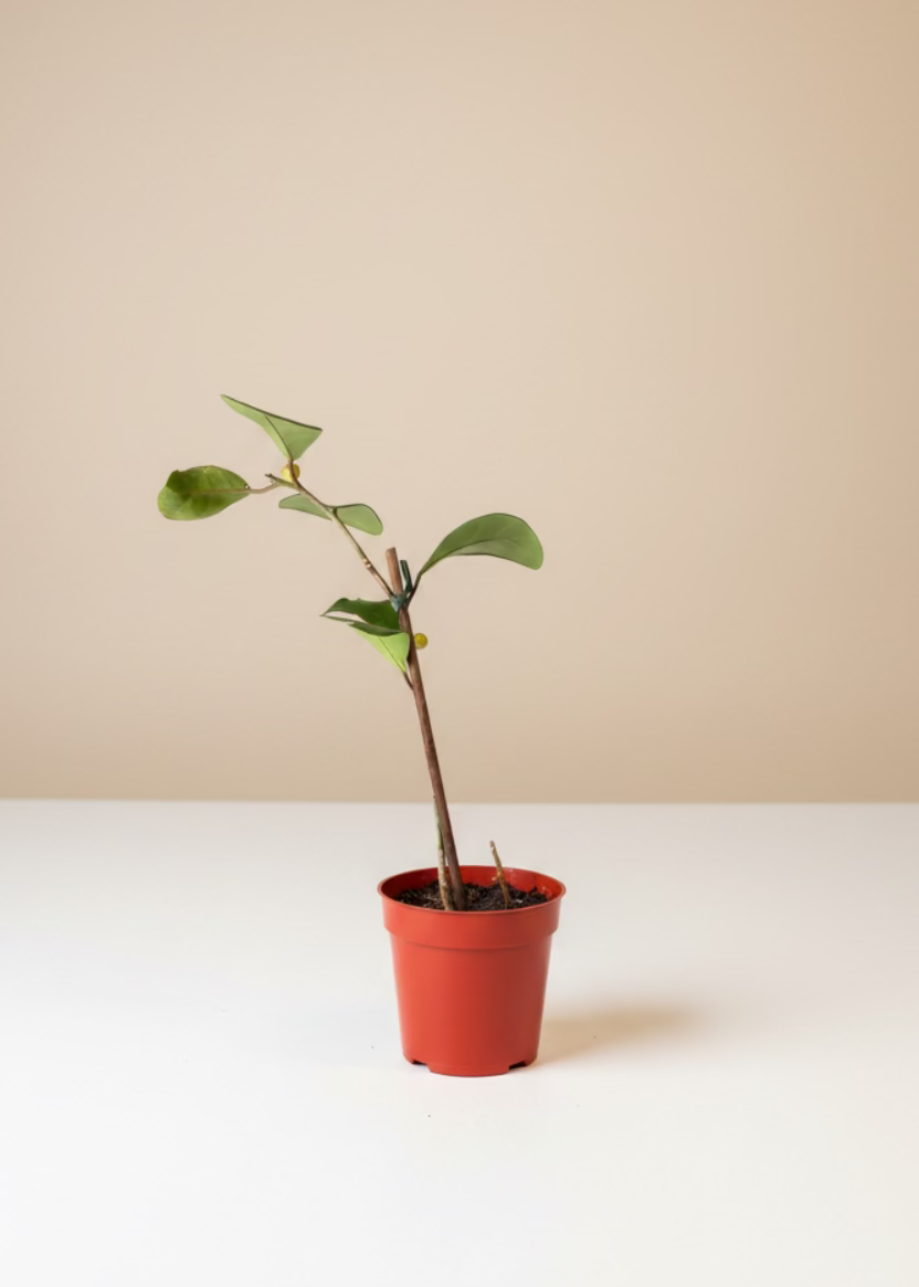 Ficus Triangularis