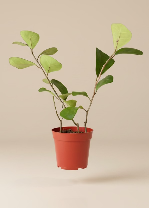 Ficus Triangularis