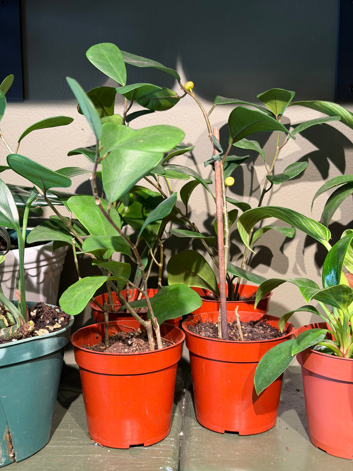 Ficus Triangularis