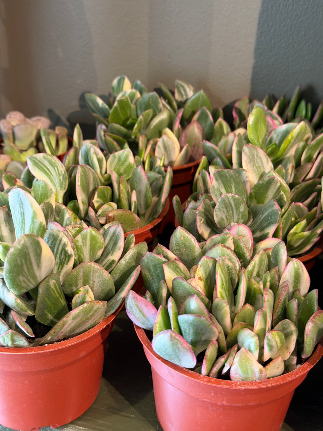 Variegated Jade