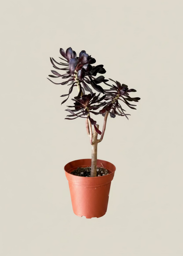 Black Rose Aeonium