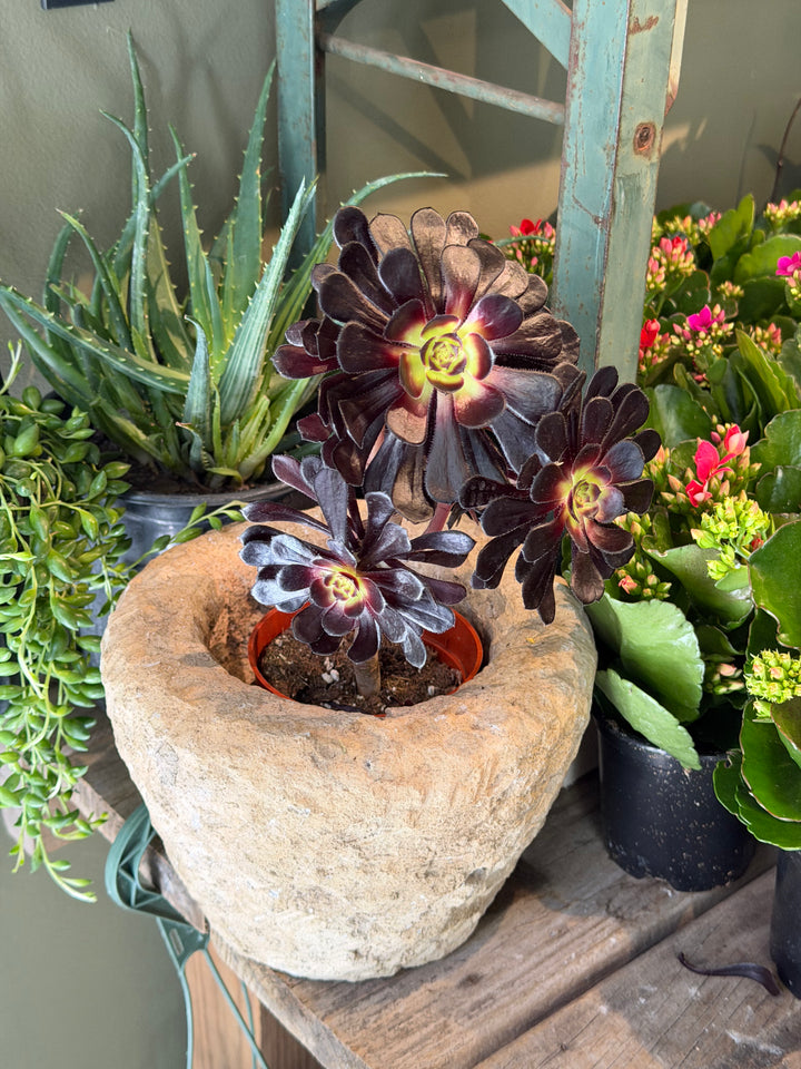 Black Rose Aeonium