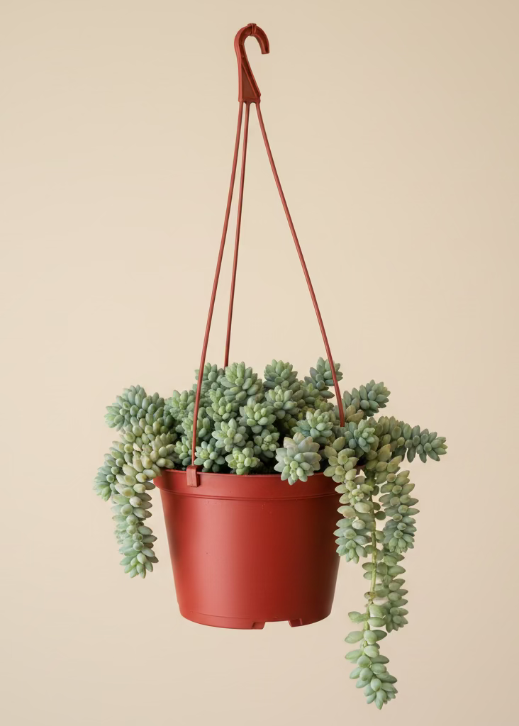 The Old Yew Plant Shop Donkey's Tail Succulent