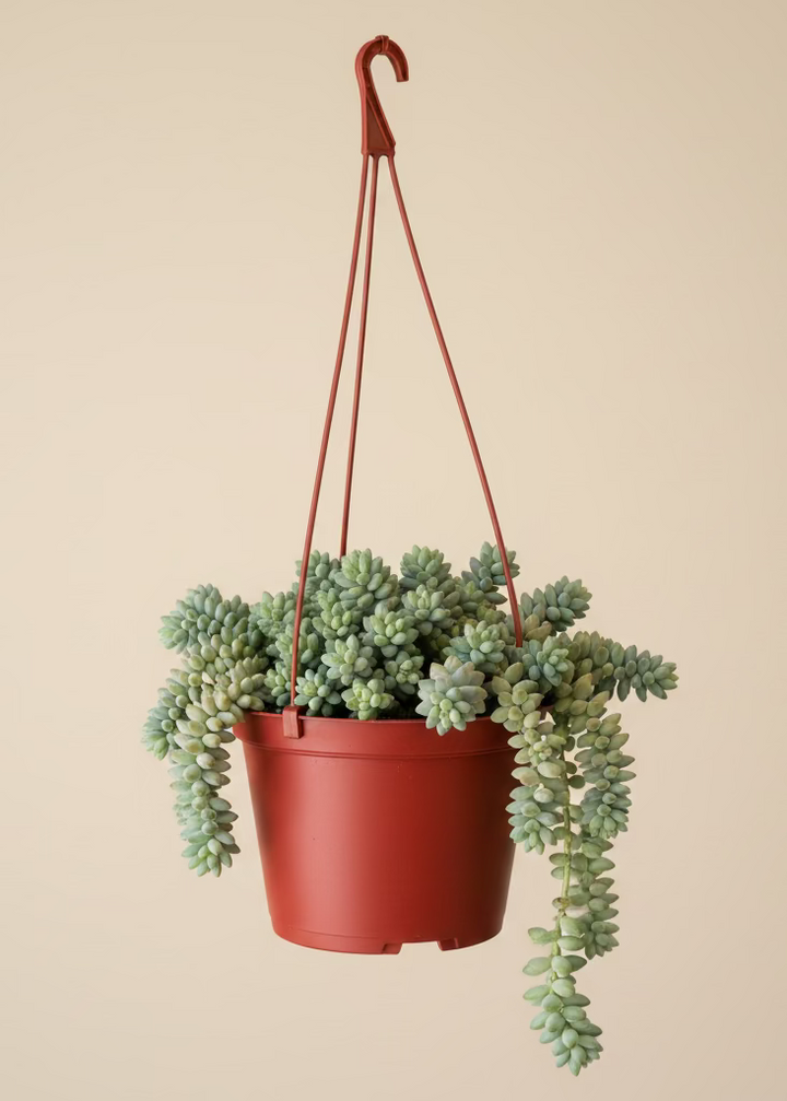 Donkey's Tail Succulent