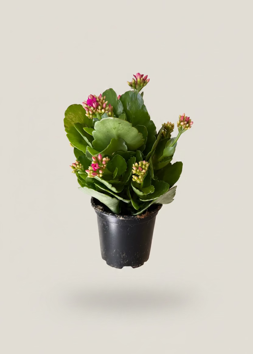 Kalanchoe