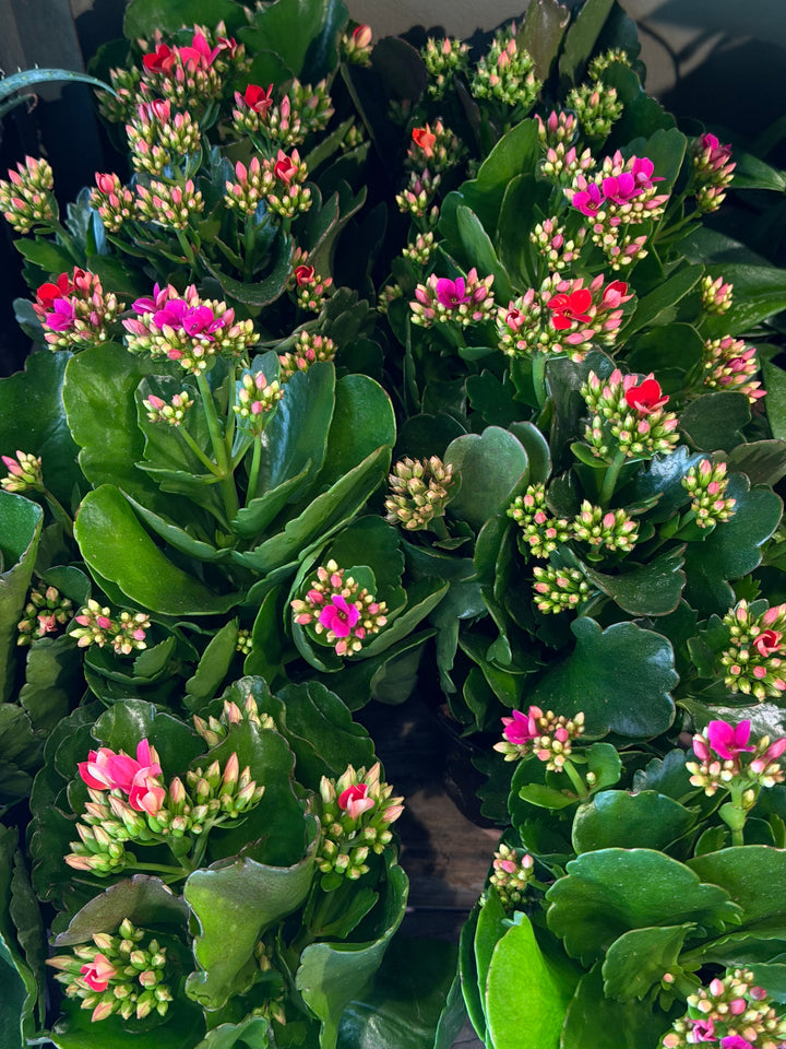 Kalanchoe