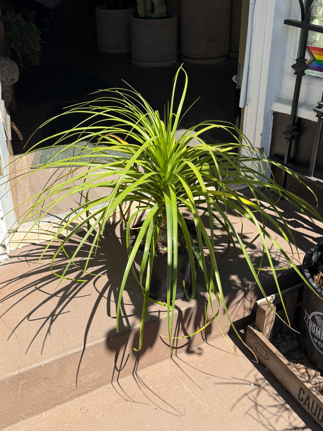 Ponytail Palm