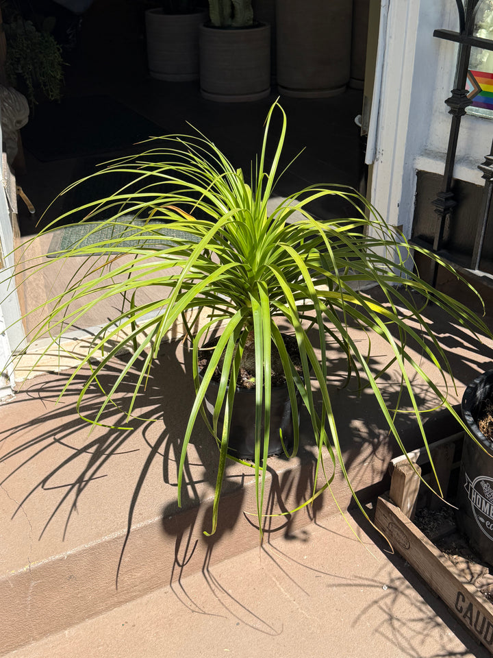 Ponytail Palm