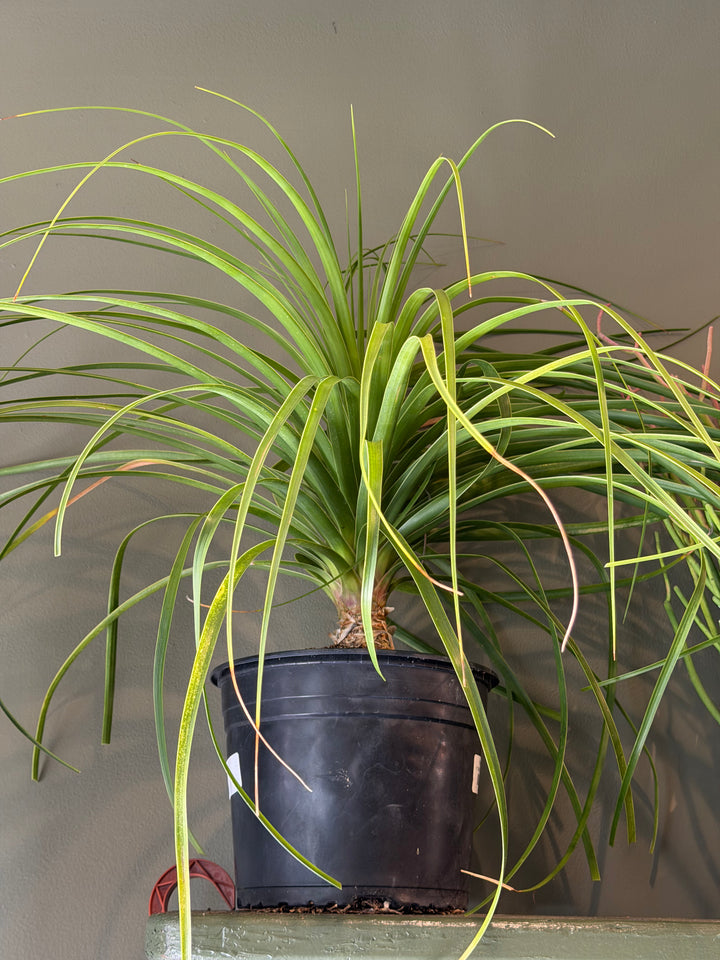 Ponytail Palm