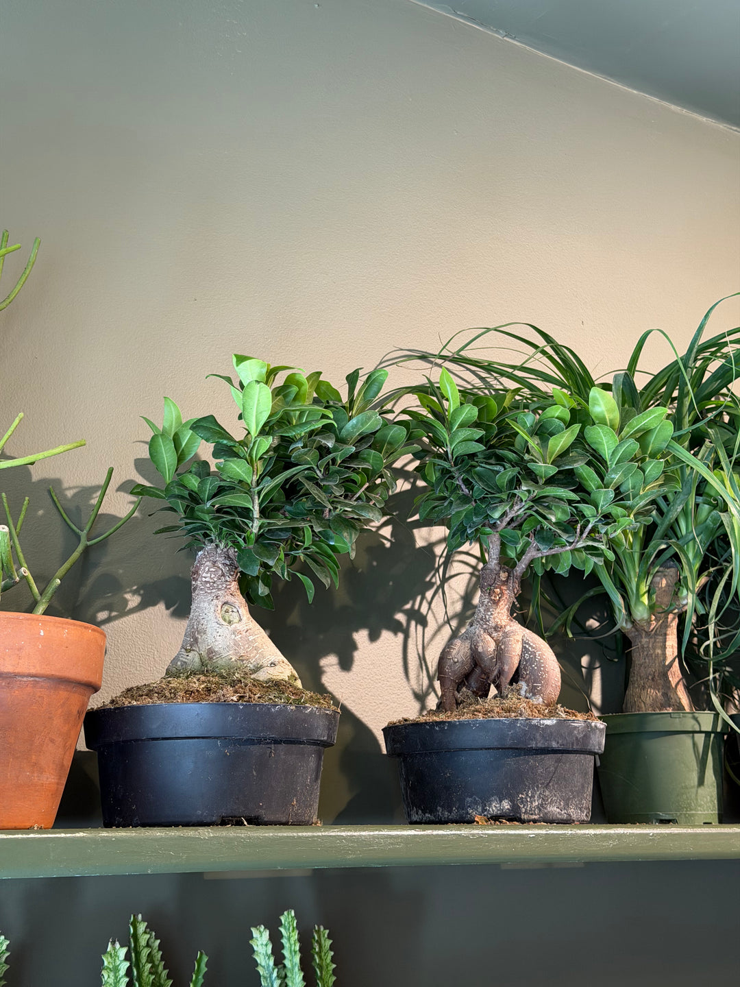 Ficus Bonsai