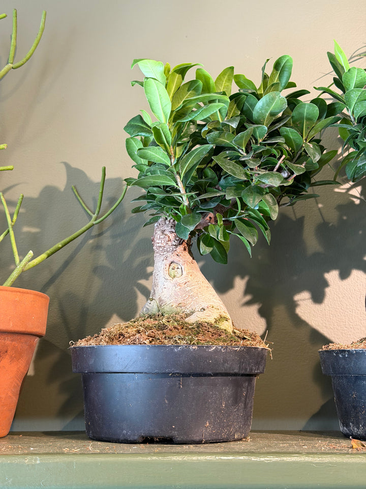Ficus Bonsai