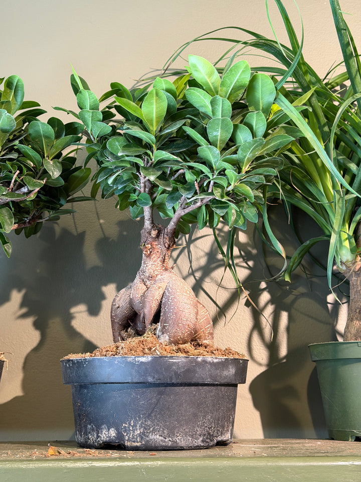 Ficus Bonsai