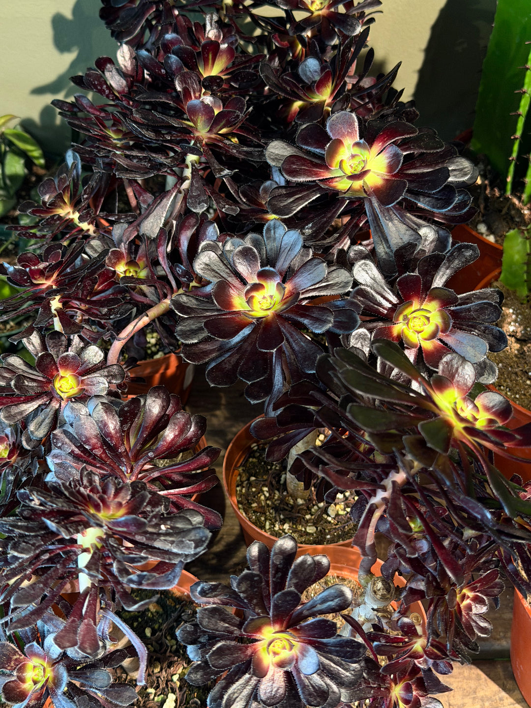 Black Rose Aeonium