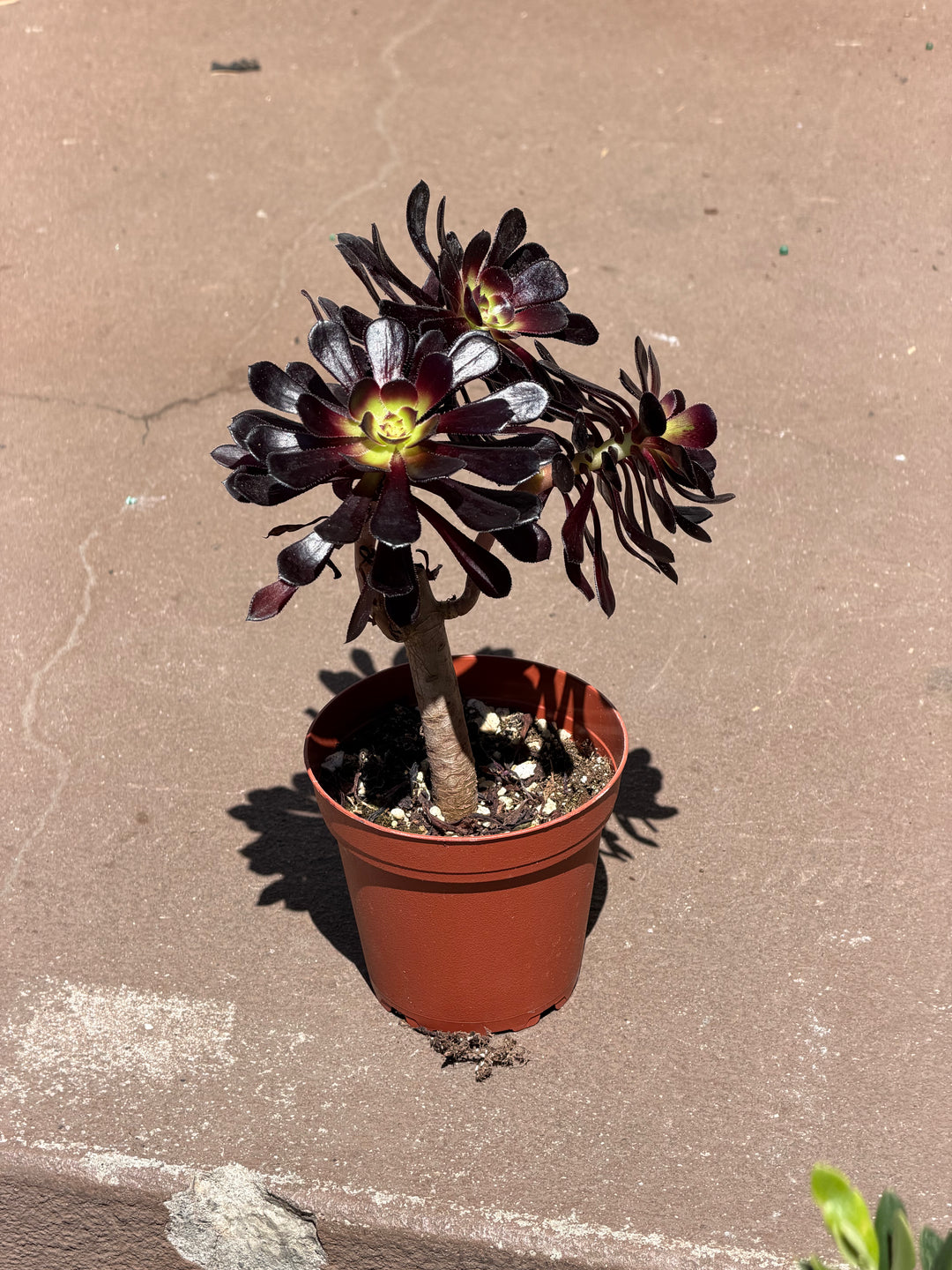 Black Rose Aeonium