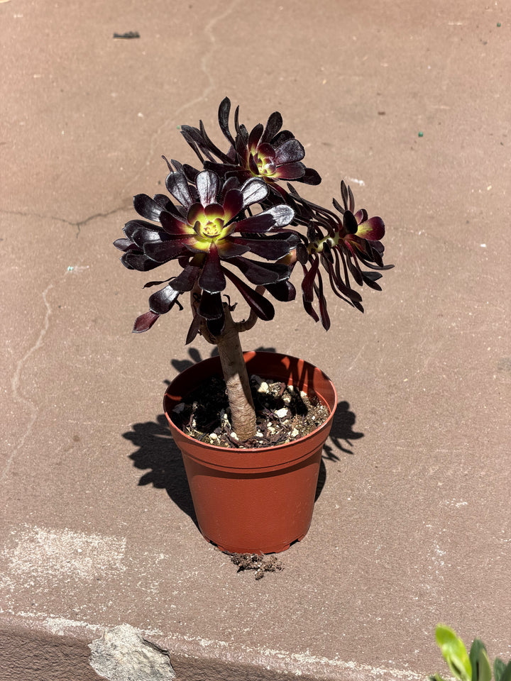 Black Rose Aeonium