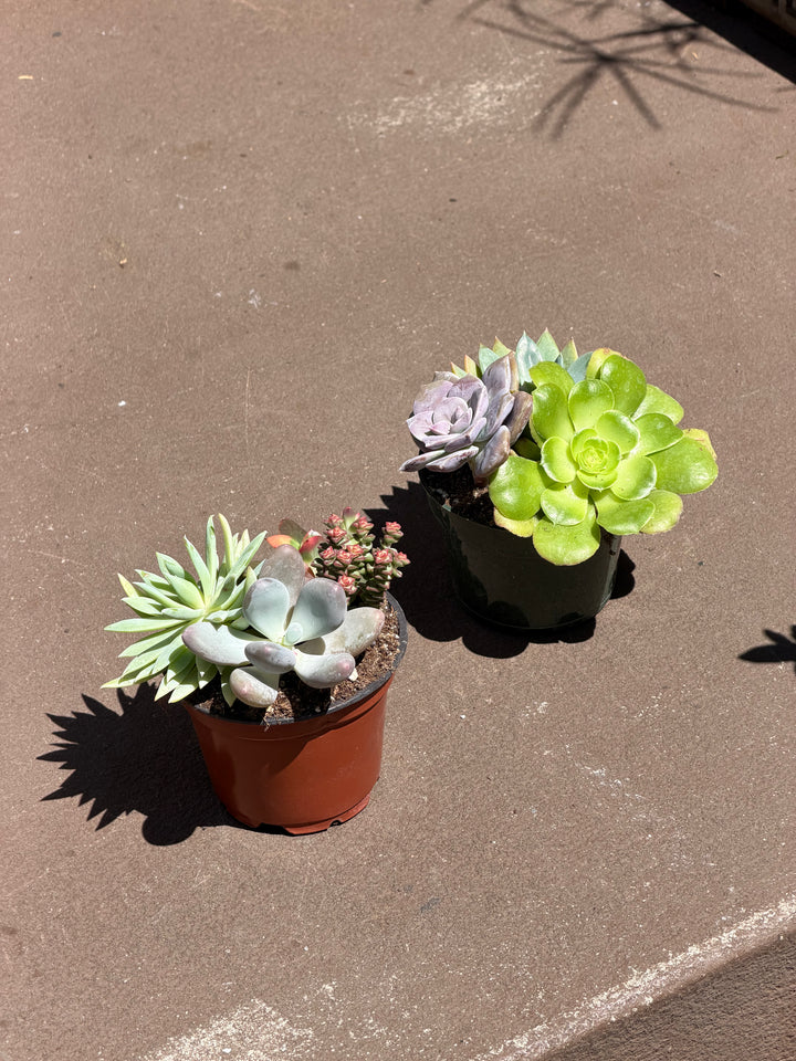 Succulent, Assorted