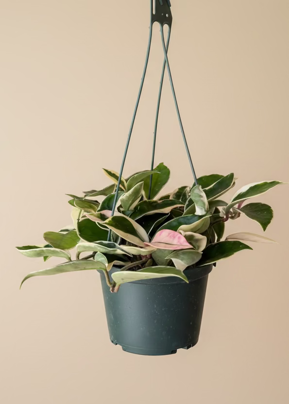 Hoya 'Tricolor'
