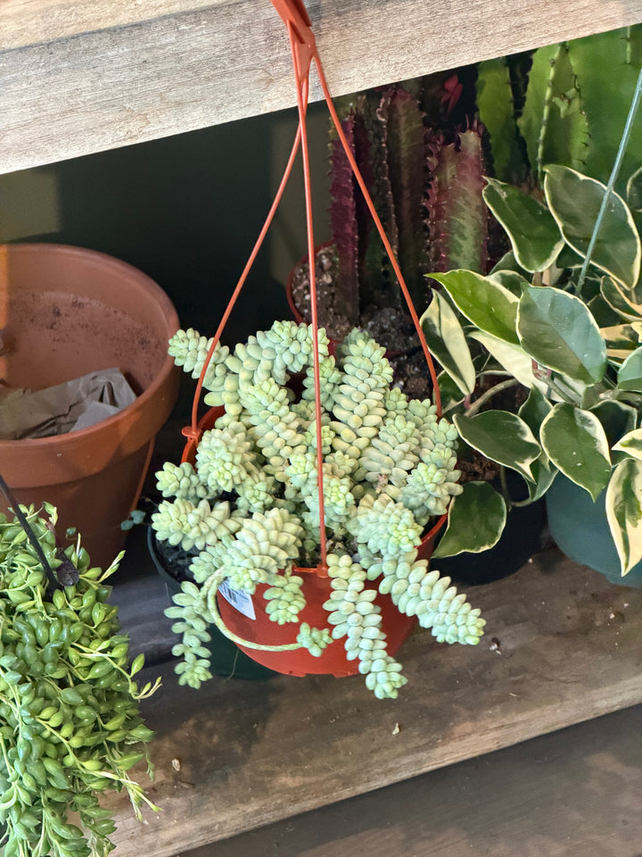 Donkey's Tail Succulent