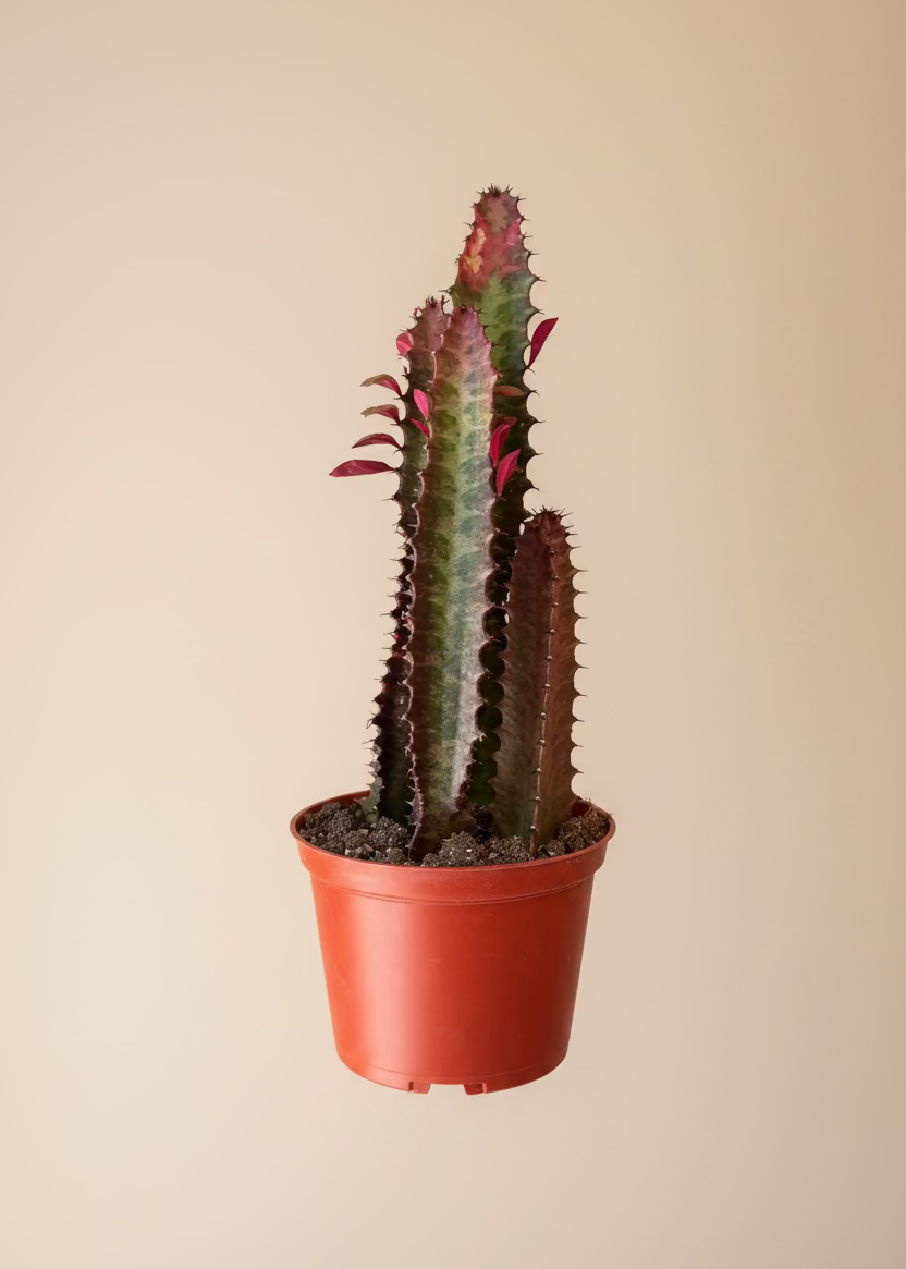 Euphorbia Trigona