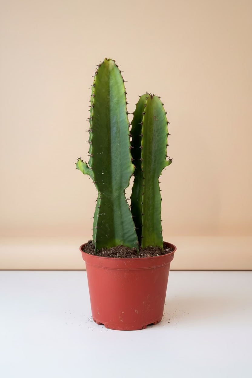Euphorbia Ingens