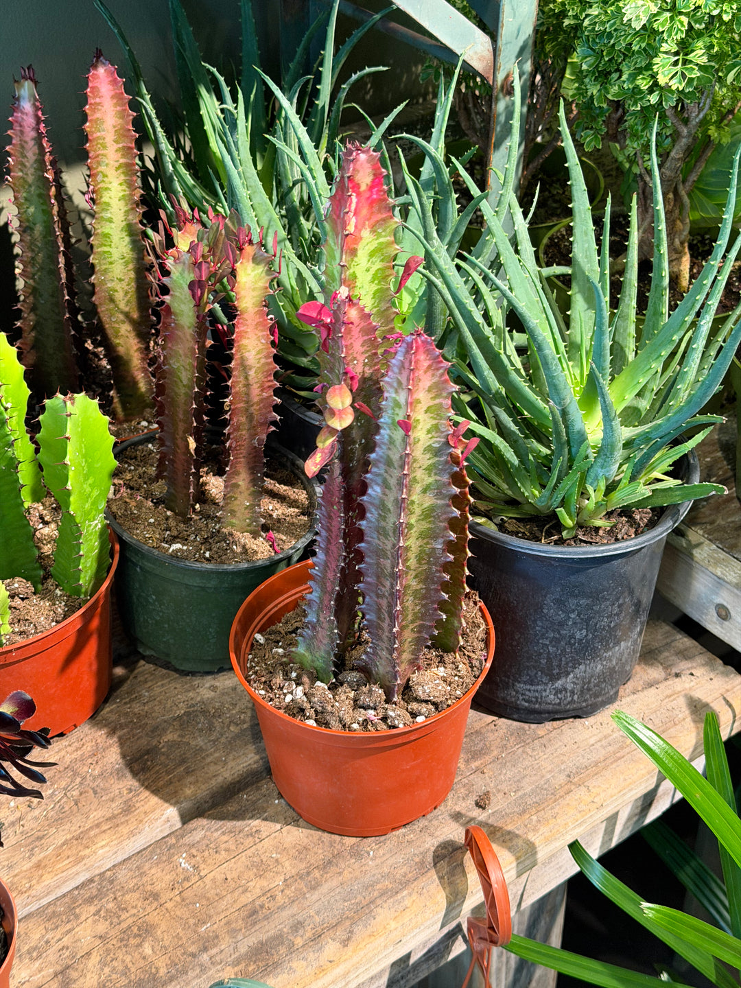 Euphorbia Trigona