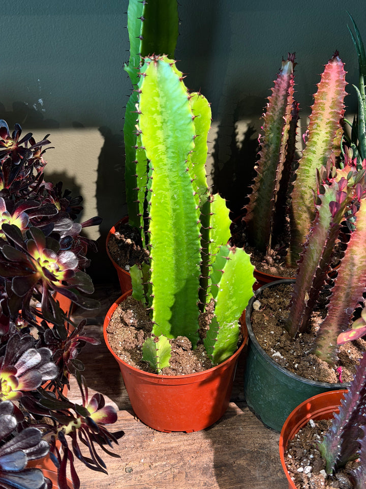 Euphorbia Ingens