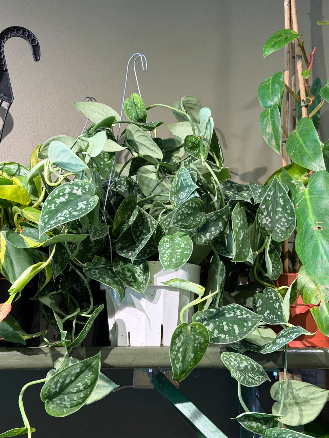Satin Pothos