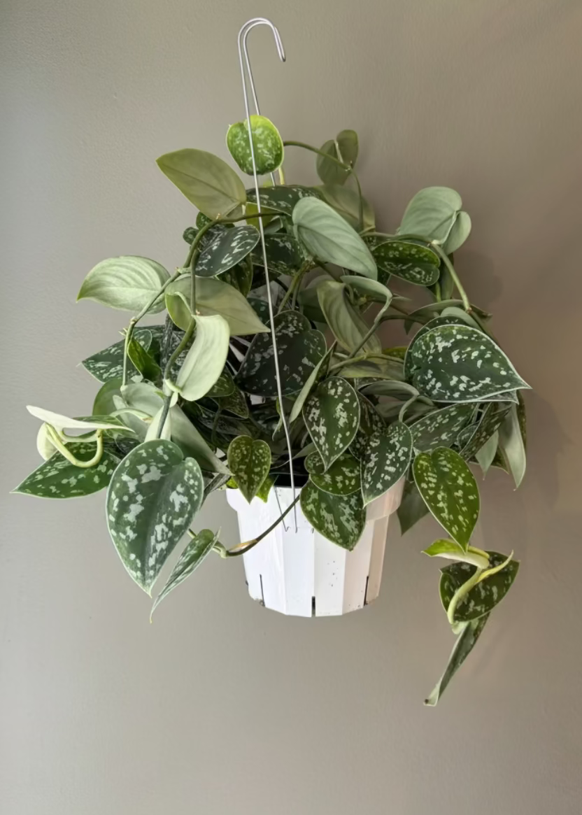Satin Pothos
