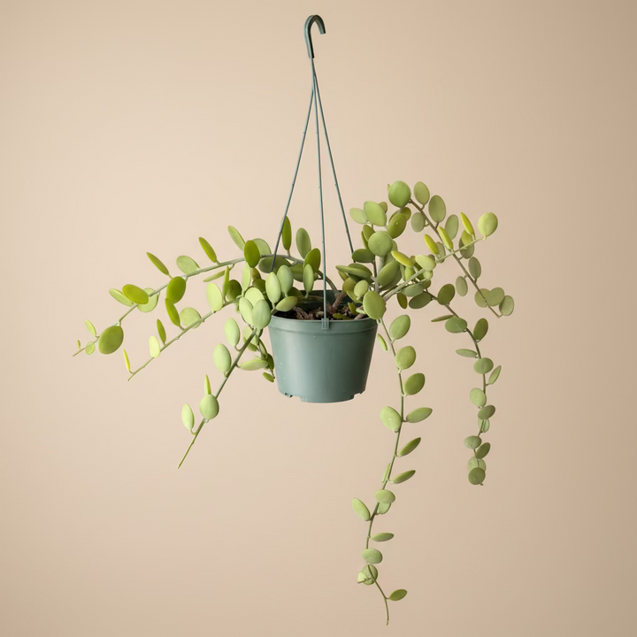 Silver Dollar Vine
