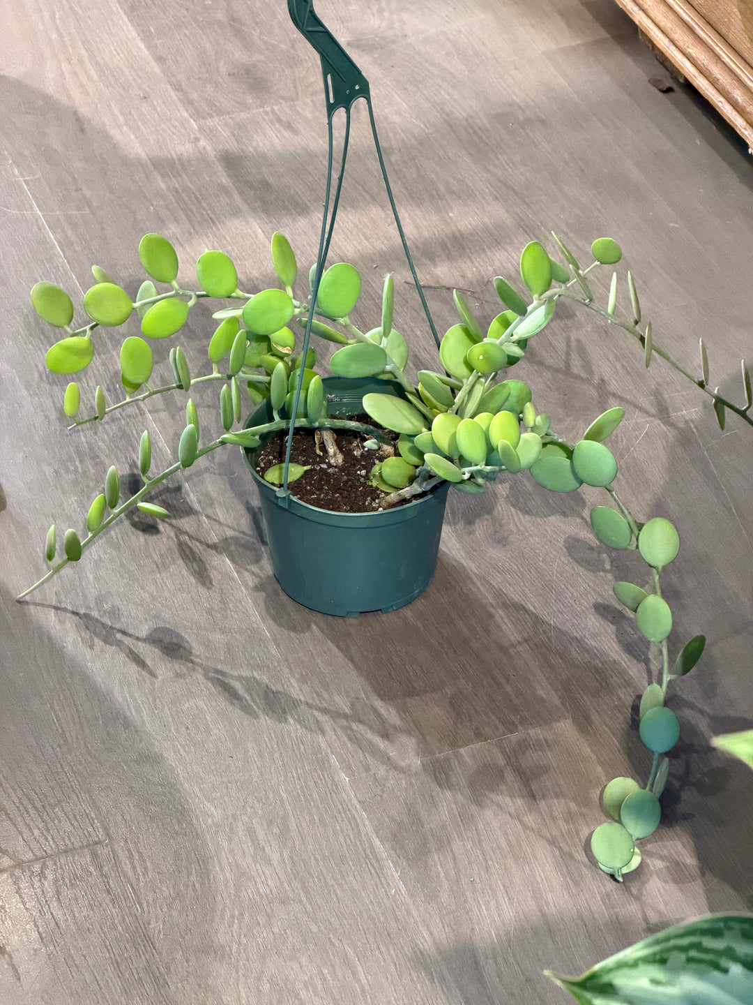 Silver Dollar Vine