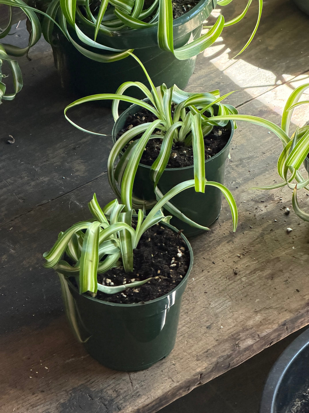 Spider Plant 'Bonnie'