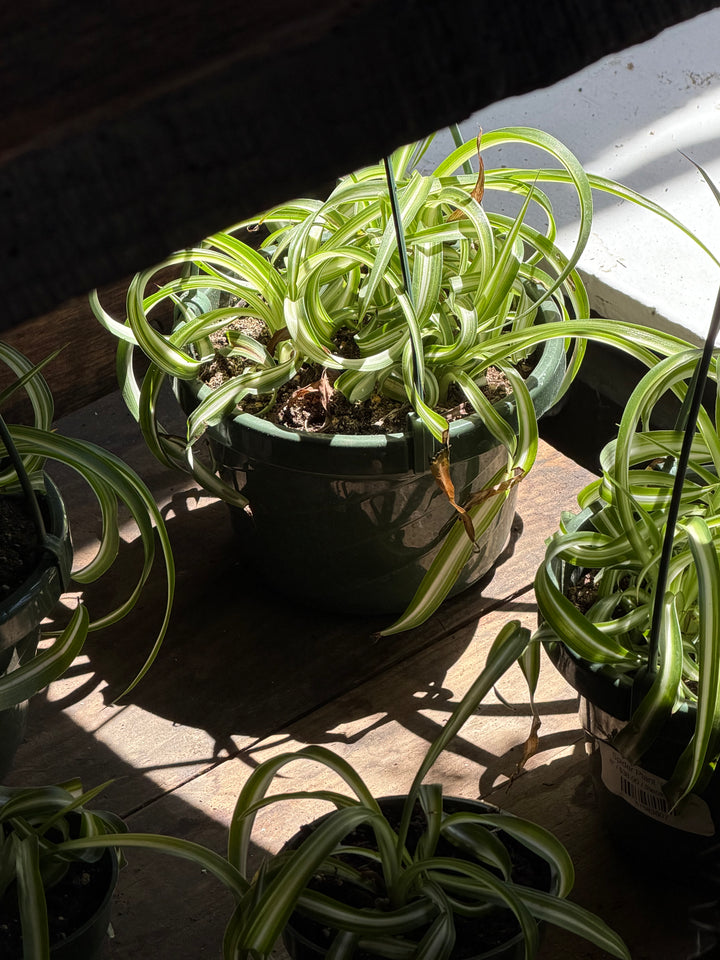 Spider Plant 'Bonnie'
